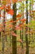 Autumn forest with beauty colors