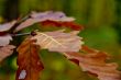 Autumn forest with beauty colors