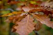 Autumn forest with beauty colors