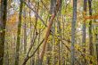 Autumn forest with beauty colors