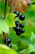 Currant.