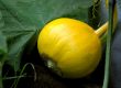 Pumpkin.
