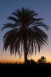 Palm tree after sunset