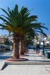 Promenade with palm trees