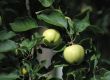 Apples.