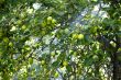 Apples.