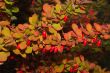 Red berries on a branch.