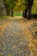 Autumn Walk Road