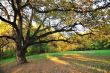 Oak Tree in Park