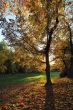 Autumn Light in Park