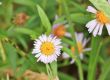 White wildflowers