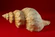 Seashell.