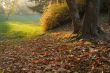 Autumnal Light in Park