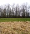 Dike of the river Elbe