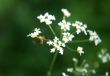 busy bee