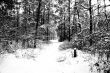 Winter wood