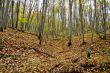 Autumn forest with beauty colors