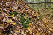 Autumn forest with beauty colors