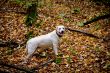 Autumn forest with labrodor retriever