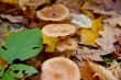 Autumn forest with beauty colors