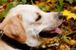 Autumn forest with labrodor retriever