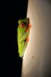 Agalychnis callidryas - Red Eye Frog -
