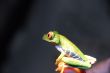 Agalychnis callidryas - Red Eye Frog -