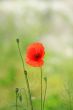 Red pretty poppy