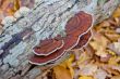 Autumn forest with tree fungus