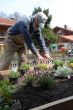 Planting Herbs