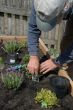 Planting Herbs