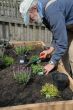 Planting Herbs