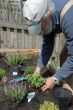 Planting Herbs