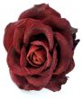 Dry red Rose 