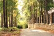 Country road in autumn