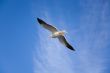 Sea gull