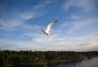Sea gull
