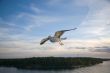 Sea gull