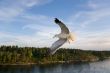 Sea gull