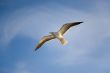 Sea gull