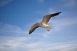 Sea gull