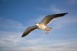 Sea gull