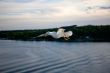 Sea gull