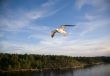 Sea gull