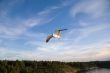 Sea gull