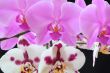Beautiful orchid