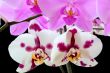Beautiful orchid
