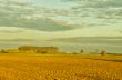 Fields