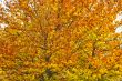 Autumnal tree