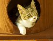 Cat out of a hole